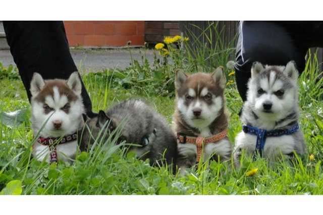 süsse Siberian Husky Welpen